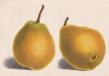 Zephirin Gregoire Pear